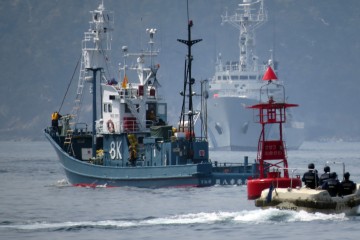 Pourquoi la reprise de la chasse à la baleine par le Japon pourrait en fait être "une bonne nouvelle"